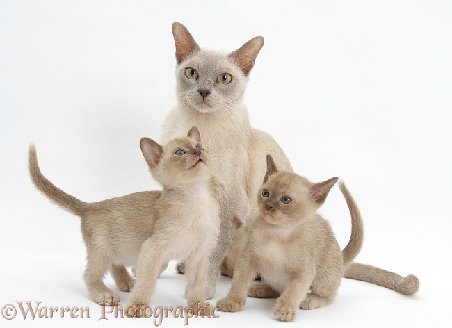 Burmese mother cat, Lily, and two kittens, 7 weeks old, white background