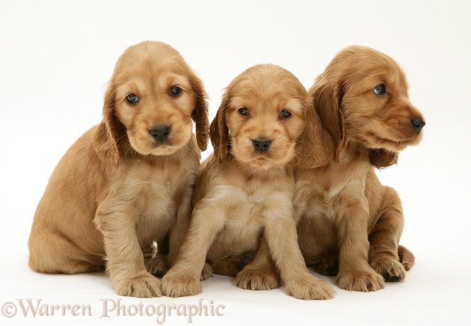 Three Golden Cocker Spaniel pups, white background