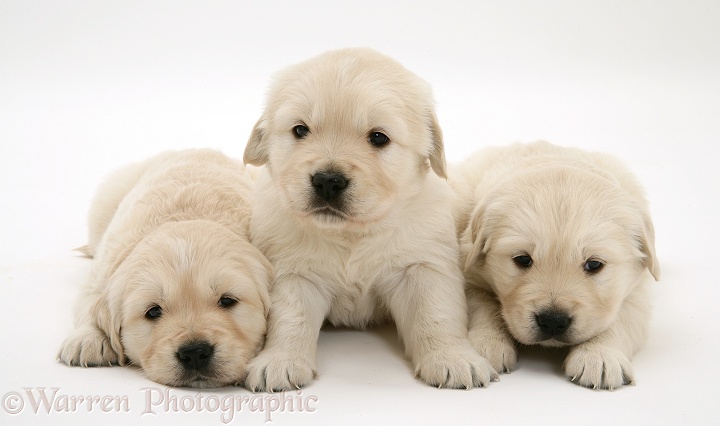 Three Golden Retriever pups, 4 weeks old, white background