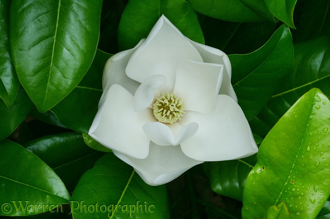 Bull Bay (Magnolia grandiflora) flower