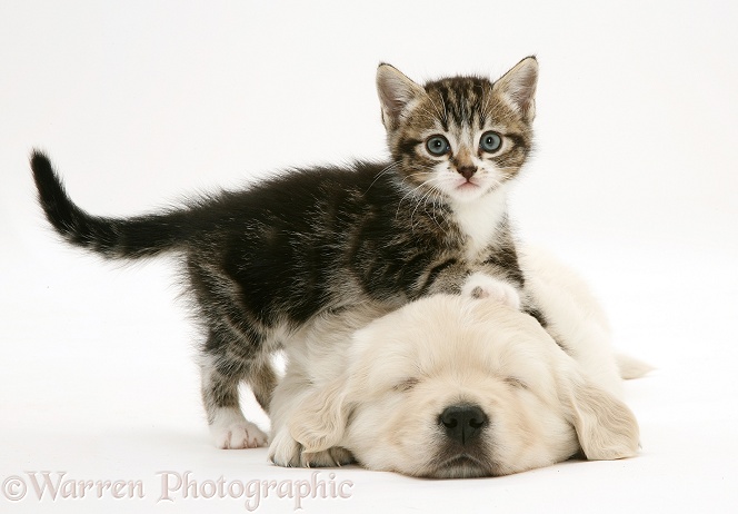 Tabby kitten leaning on sleeping Golden Retriever pup, white background