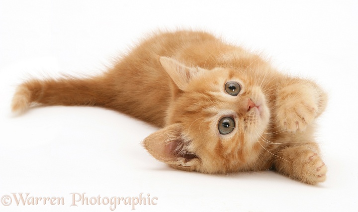 British shorthair red tabby kitten rolling playfully, white background