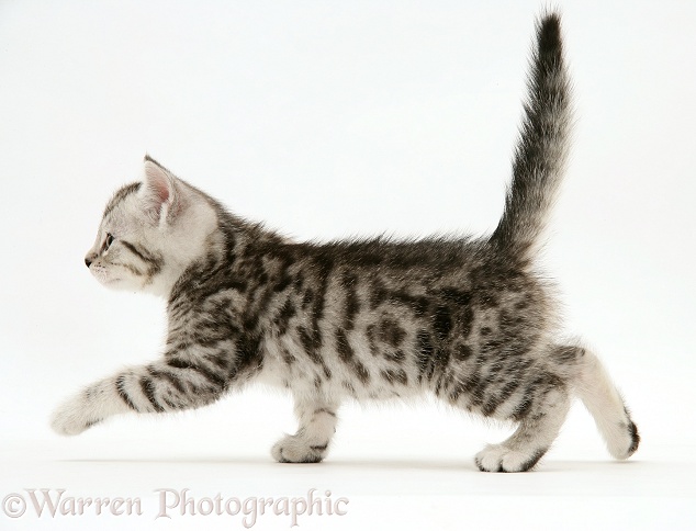 Silver tabby kitten walking across, white background
