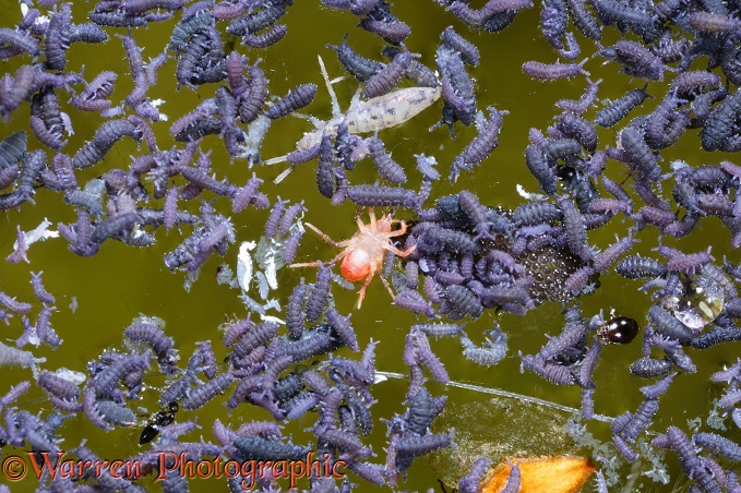 Springtails (Colembola) floating on the surface of a pond with detritus including red spider mite, larger Colembola species, small beetle, small parasitic wasp, mammalian hair, birch seed and mosquito egg mass