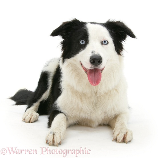 Black-and-white Border Collie pup, Spy, lying with head up, white background