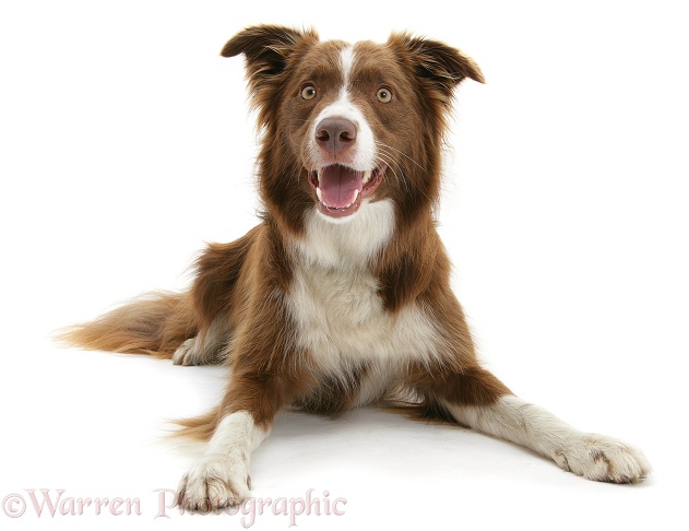 Chocolate registered Border Collie dog, Milo, lying with head up, white background