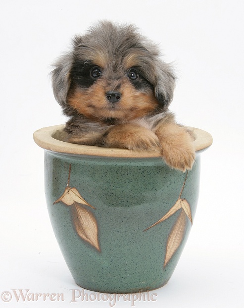 Shetland Sheepdog x Poodle pup, 7 weeks old, in a plant pot, white background