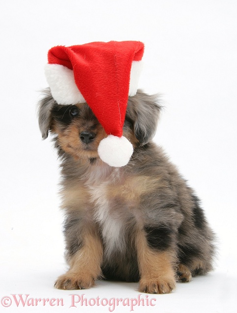 Shetland Sheepdog x Poodle pup, 7 weeks old, wearing a Father Christmas, white background