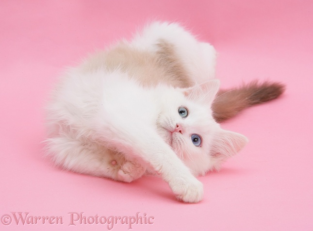 Birman x Ragdoll kitten, Willow, 3 months old, lying stretched out