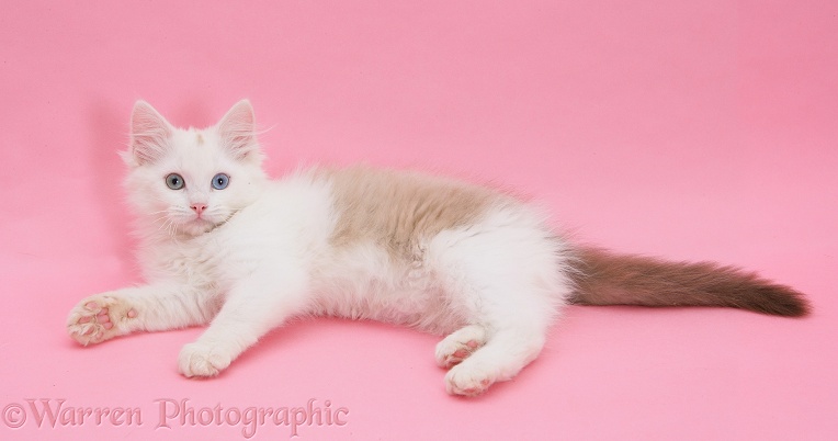 Birman x Ragdoll kitten, Willow, 3 months old, lying down