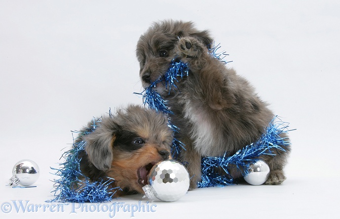 Sheltie x Poodle pups, 7 weeks old, chewing Christmas decorations, white background