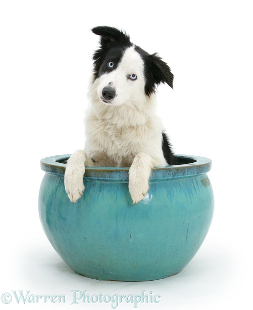 Black-and-white Border Collie pup, Spy, in a plant pot, white background