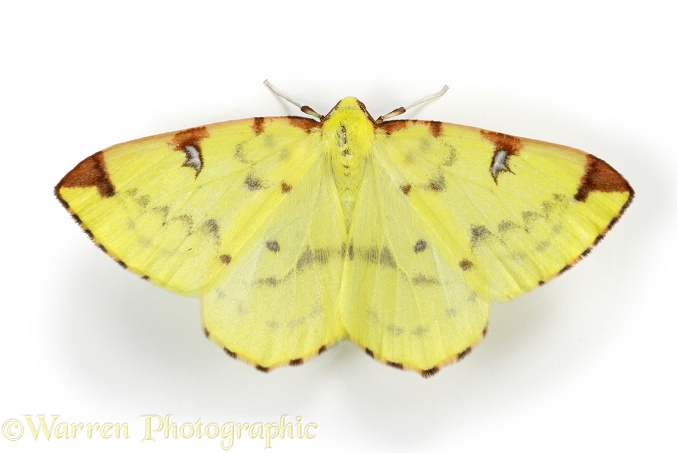 Brimstone Moth (Opisthograptis luteolata).  Europe, white background