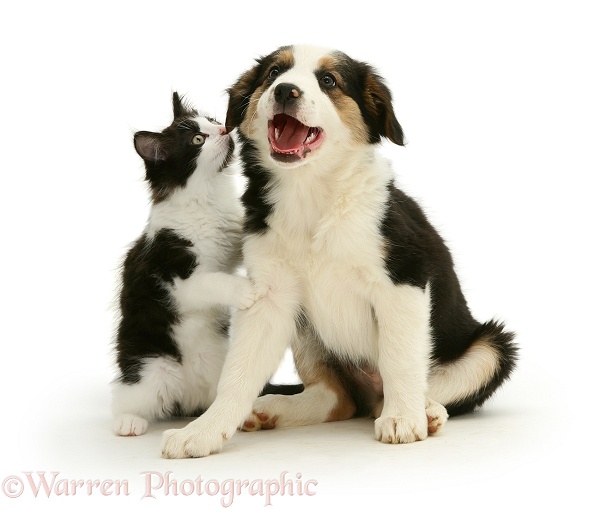 Tricolour Border Collie pup, Barker, with a black-and-white kitten, white background