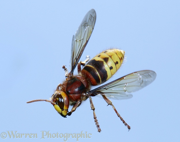 European Hornet (Vespa crabro) worker flying with middle and hind legs extended ready to attack and sting an intruder threatening the nest.  Europe