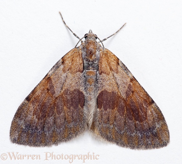 Pine Carpet Moth (Thera firmata).  Europe, white background