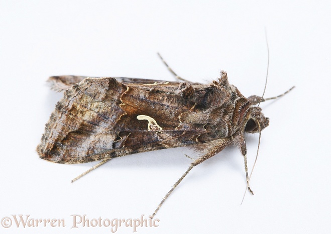 Silver-Y Moth (Autographa gamma).  Europe & Asia, white background