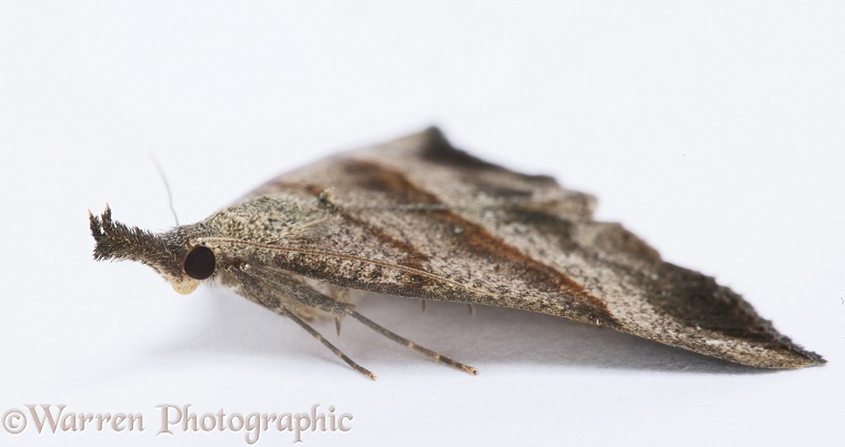 Snout Moth (Hypena proboscidalis).  Europe, white background