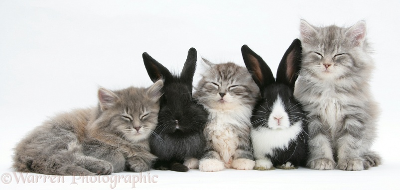 Sleepy Maine Coon kittens, 8 weeks old, with baby Dutch x Lionhead rabbits, white background