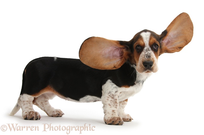 Basset Hound pup, Betty, 9 weeks old, with ears up, white background