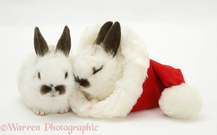 Baby rabbits in a Father Christmas hat, white background