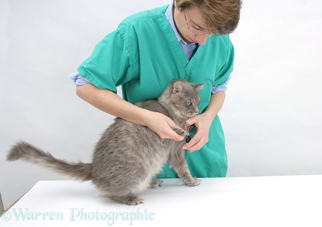 Vet nurse, Hazel, clipping Maine Coon cat's claws, white background