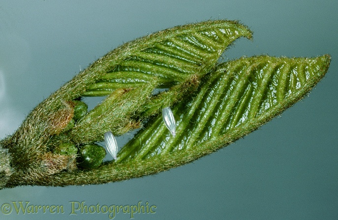 Brimstone Butterfly (Gonepteryx rhamni) eggs on emerging Buckthorn leaf.  Europe