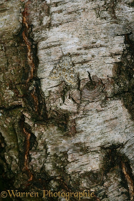 Large Rannunculus Moth (Polymixis flavicincta) camouflaged on birch bark.  Europe