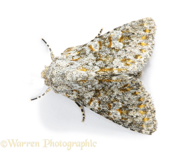 Large Rannunculus Moth (Polymixis flavicincta).  Europe, white background