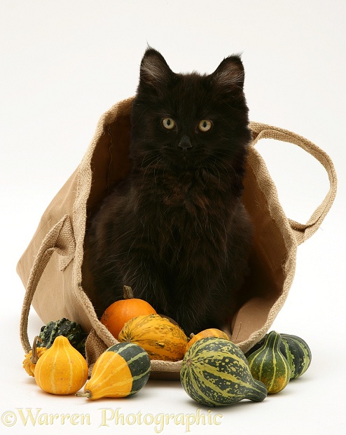 Black Maine Coon kitten in a bag of gourds, white background