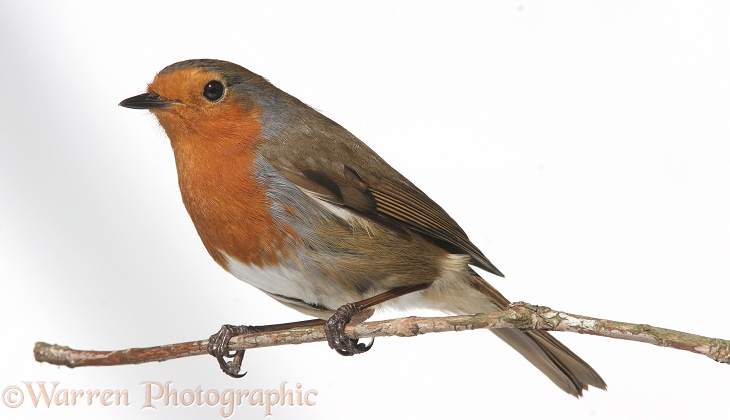 European Robin (Erithacus rubecula), white background