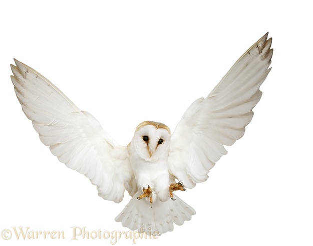 Barn Owl (Tyto alba) pouncing, white background