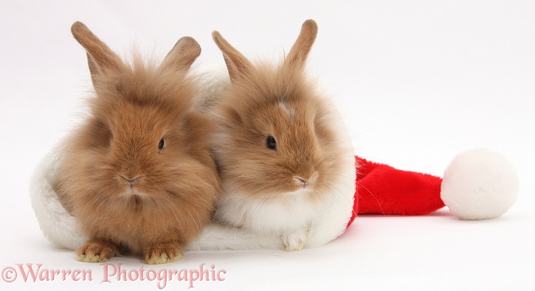Sandy Lionhead rabbits in a Father Christmas hat, white background
