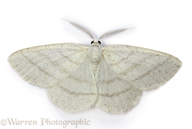 Common White Wave Moth (Cabera pusaria).  Europe, white background