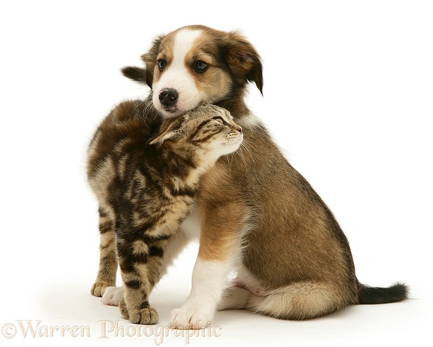British Shorthair brown tabby kitten with Sable Border Collie pup, white background