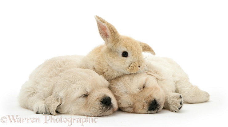 Sleepy Golden Retriever pups with young Sandy Lop rabbit, white background