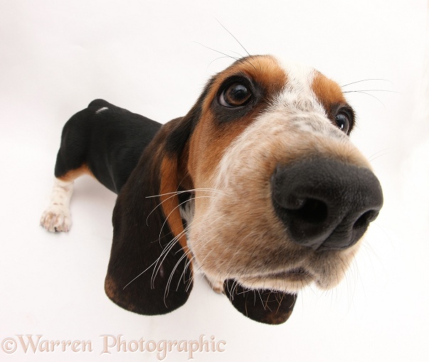 Basset Hound pup, Betty, 9 weeks old, white background