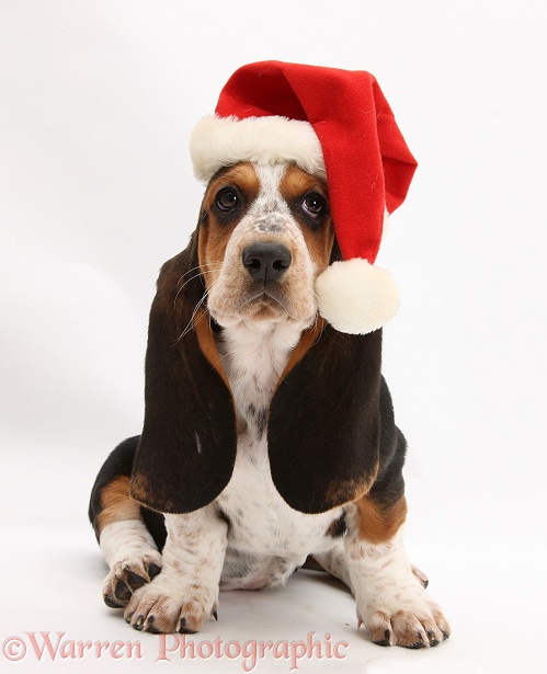 Basset Hound pup, Betty, 9 weeks old, wearing a Father Christmas hat, white background