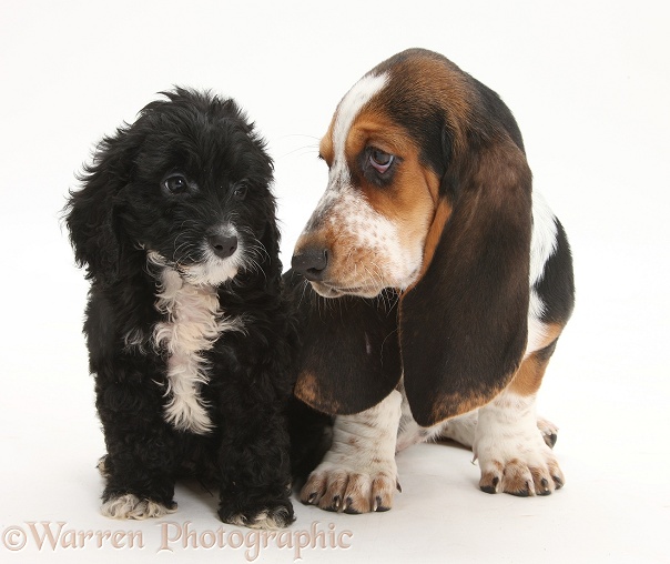 Basset Hound pup, Betty, 9 weeks old, with Tuxedo Cockapoo pup, 8 weeks old, white background