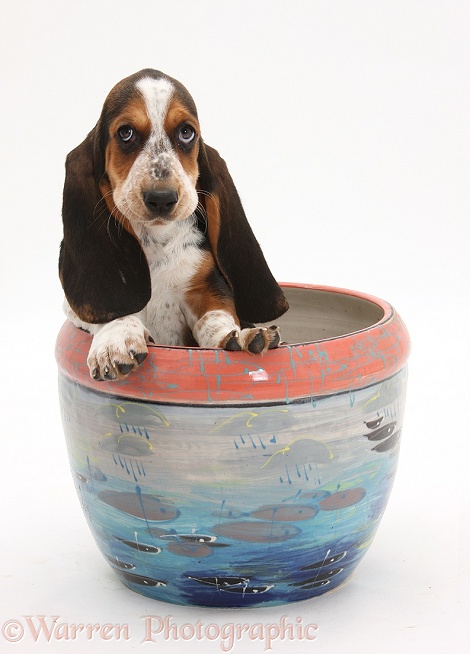 Basset Hound pup, Betty, 9 weeks old, in a plant pot, white background