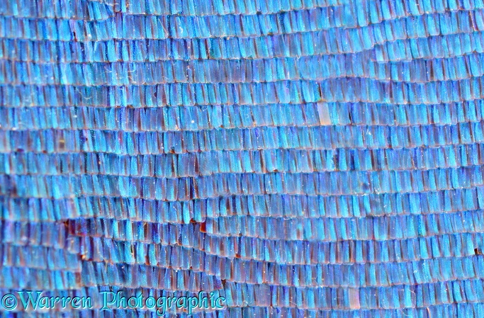 Morpho Butterfly (Morpho didius) wing scales