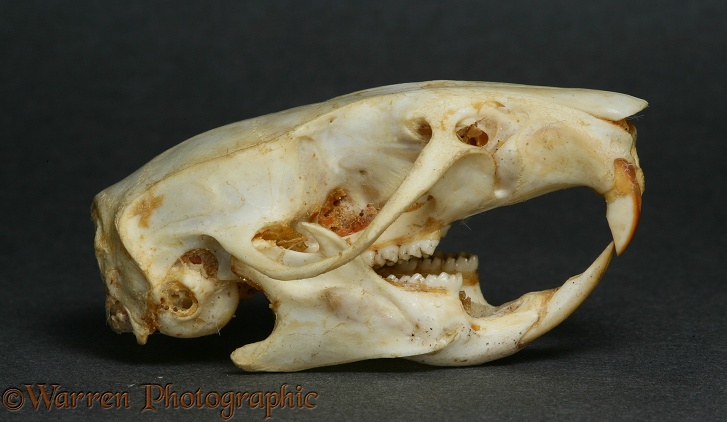 Brown Rat (Rattus norvegicus) skull showing how lower incisors are used to scrape away and sharpen upper incisors