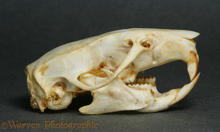 Brown Rat (Rattus norvegicus) skull showing how lower jaw is moved forward so that upper incisors can be used to scrape away and sharpen lower incisors