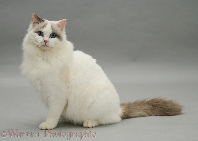 Lilac bicolour Ragdoll cat sitting