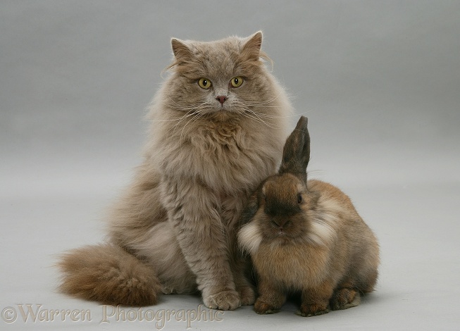 Lilac longhair cat with Lionhead Lop rabbit