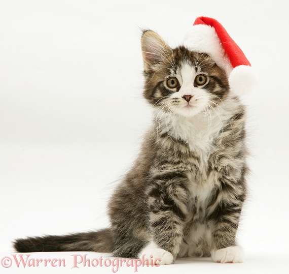 Maine Coon kitten, 8 weeks old, wearing a Santa hat, white background