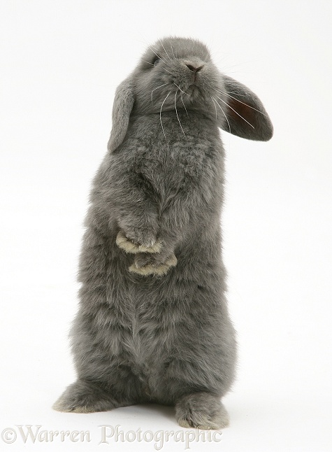 Young grey Lop rabbit, white background