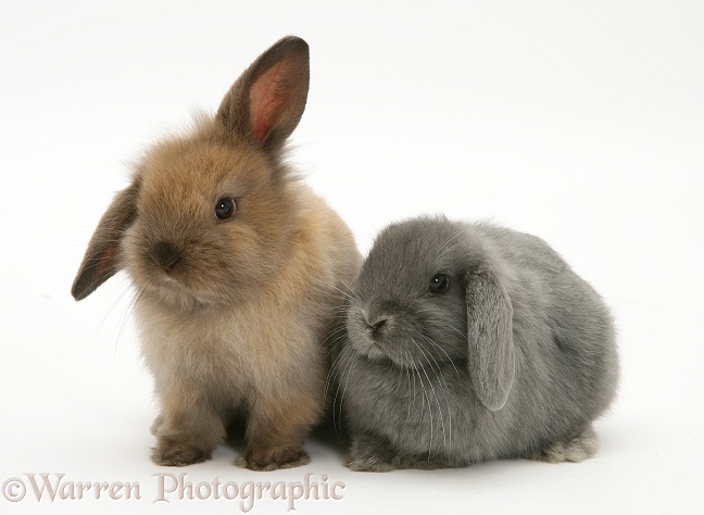 Young brown and grey Lop rabbits, white background