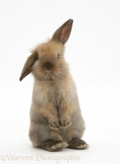 Young brown Lop rabbit, white background
