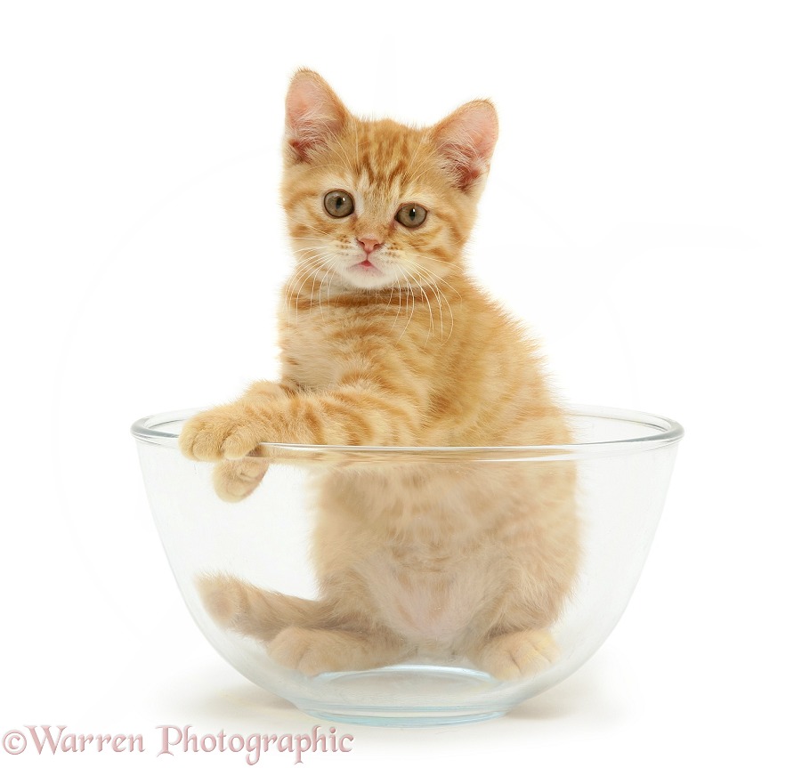 Ginger kitten in a glass bowl, white background